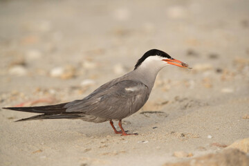 White-cheeked Tern with a catch at Busaiteen coast, Bahrain .