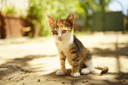 Cute tricolor kitten sitting in a sunny summer yard