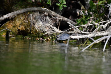 Fototapeta na wymiar turtle in the pond