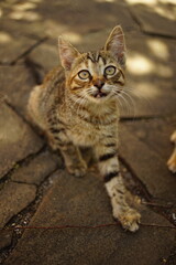 Cute grey striped kitten sitting on a summer road