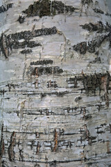 Close up of birch bark surface texture. Black-white striped and cracked natural texture of russian birch bark