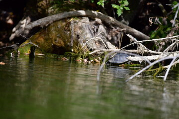 turtle in the pond