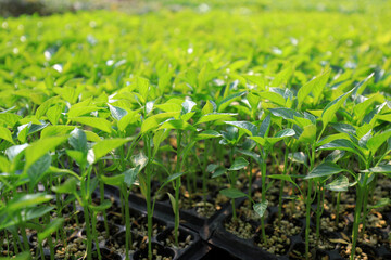 Pepper seedlings in nursery, China