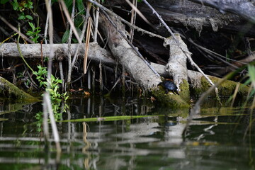turtle in the pond