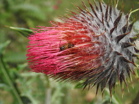 cardo rojo flor con abeja 