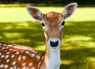portrait of a deer