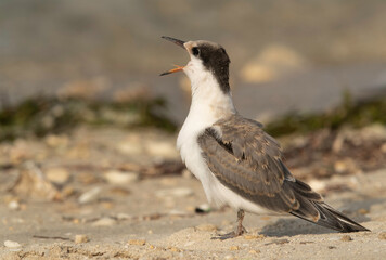 A juvenile White-cheeked Tern call for hunger at Busaiteen coast, Bahrain .