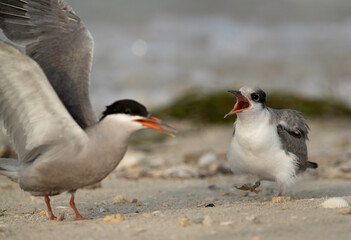 A juvenile hungry White-cheeked Tern near a adult  at Busaiteen coast, Bahrain .