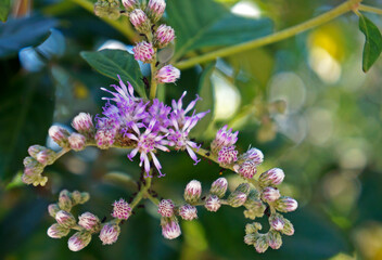 Wild lilac flowers