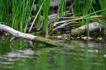 turtle in the pond