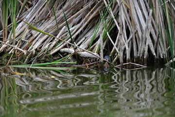 turtle in the pond
