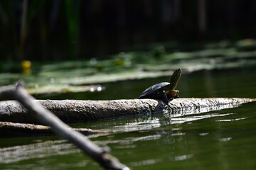 turtle in the pond