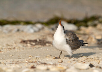 Juvenile White-cheeked Tern looking up at Busaiteen coast, Bahrain .