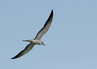 Bridled Tern in flight at Busiateen coast, Bahrain
