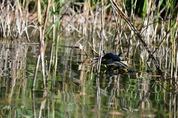 turtle in the pond