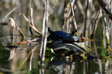 turtle in the pond