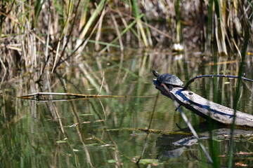 turtle in the pond
