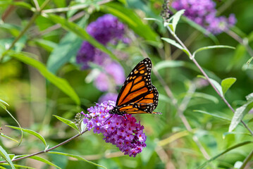 Fototapeta na wymiar Orange monarch butterfly perched on purple butterfly bush flower in garden