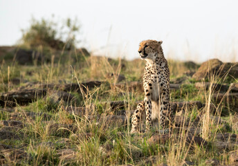 Cheetahon the rocky hills,  Masai Mara