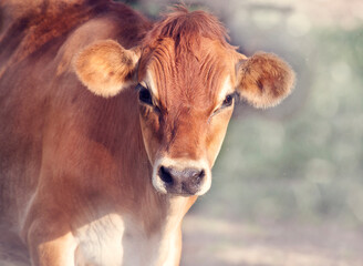 Calf Head , close up shot.