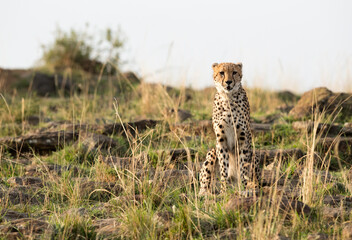 Fototapeta na wymiar Cheetah on hilly rocks at Masai Mara