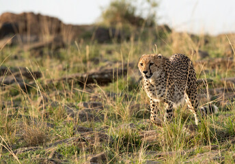 Cheetah moving down the hill at  Masai Mara