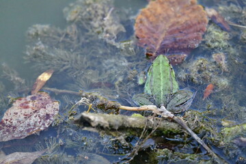 frog on a leaf