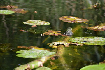 frog on a leaf