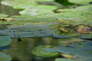 frog on a leaf