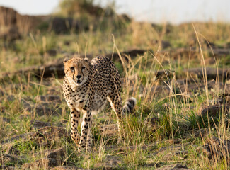 Cheetah searching prey at Masai Mara