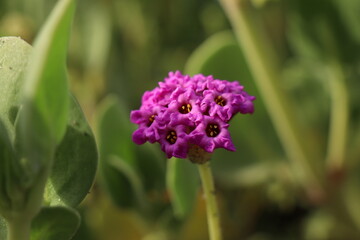 These photos are a part of series featuring Catalina Island in the Spring of 2020