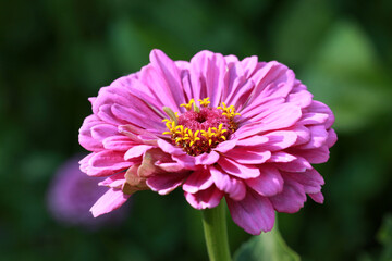 Zinnia elegans flower (elegant zinnia) close up