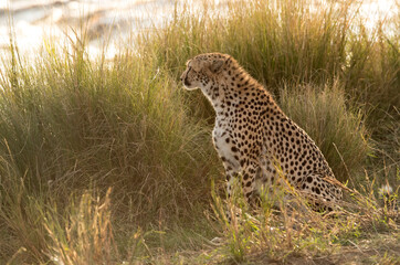 Cheetah near Mara river at Masai Mara