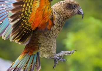 WIld Kea flying in New Zealand