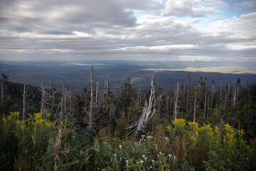 forest and sky