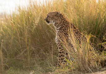 Cheetah  in the mid of tall grasses, Masai Mara