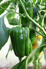 Green bell pepper hanging on tree in the plantation
