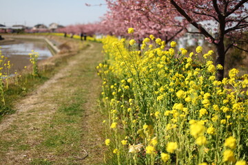 菜の花と河津桜の道　