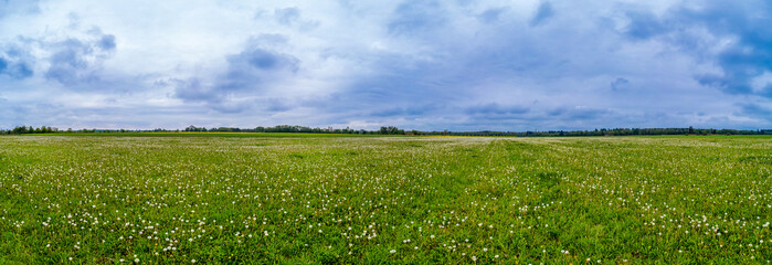 Beautiful spring panoramic shot with a dandelion meadow
