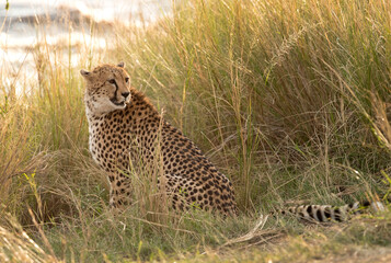 Cheetah in the mod of grasses at Mara river, Masai Mara