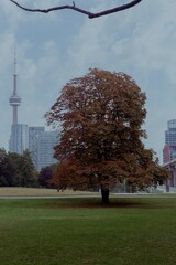 Obraz premium CN Tower from afar