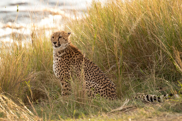 Cheetah at the bank of Mara river, Masai Mara