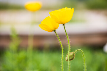 poppy flowers