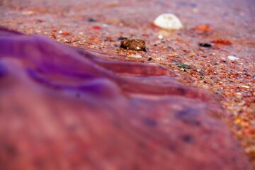 Jellyfish