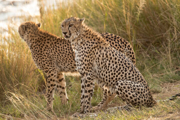 Cheetah fully drenched waiting at the bank of Mara river,  Masai Mara