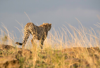 Cheetah on a mound in the evening light, Masai Mara