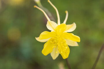Fototapeta premium little flower macro