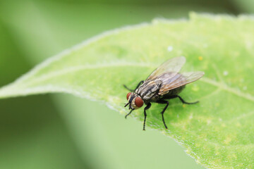 fly on a leaf macro