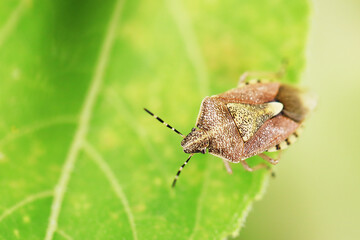 bug on a leaf