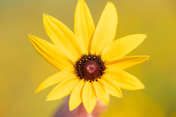 yellow sunflower 